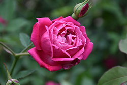 Cramoisi Superieur Rose (Rosa 'Cramoisi Superieur') at A Very Successful Garden Center