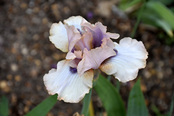 Concertina Iris (Iris 'Concertina') at Lakeshore Garden Centres