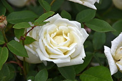 Ducher Rose (Rosa 'Ducher') at A Very Successful Garden Center