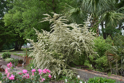 Silver Lining Pyracantha (Pyracantha 'Cadvar') at A Very Successful Garden Center