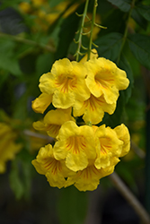 Yellow Trumpetbush (Tecoma stans) at A Very Successful Garden Center