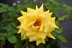 Royal Gold Rose (Rosa 'Royal Gold') at A Very Successful Garden Center