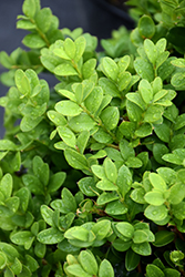 Shadow Sentry Boxwood (Buxus 'DSNH 1216') at A Very Successful Garden Center