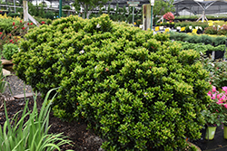 Dwarf Yeddo Hawthorn (Rhaphiolepis umbellata 'Minor') at A Very Successful Garden Center