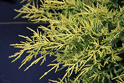 Saybrook Gold Juniper (Juniperus x media 'Saybrook Gold') at Lakeshore Garden Centres