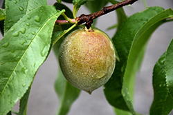 June Gold Peach (Prunus persica 'June Gold') at Stonegate Gardens