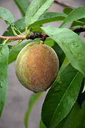 Gulf King Peach (Prunus persica 'Gulf King') at A Very Successful Garden Center