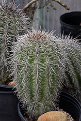 Saguaro Cactus (Carnegiea gigantea) at A Very Successful Garden Center