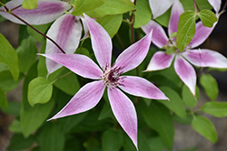 Pinky Clematis (Clematis 'Pinky') at Stonegate Gardens