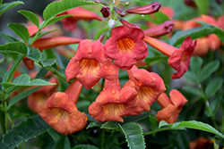 Bells Of Fire Esperanza (Tecoma 'TEC6010916') at A Very Successful Garden Center