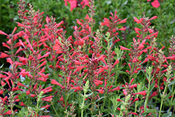 Kudos Red Hyssop (Agastache 'Kudos Red') at Lakeshore Garden Centres