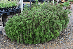 Trailing Rosemary (Rosmarinus officinalis 'Prostratus') at A Very Successful Garden Center