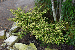 Spring Frost Evergreen Distylium (Distylium 'sPg-3-007') at A Very Successful Garden Center