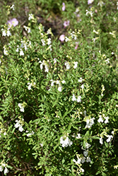 White Autumn Sage (Salvia greggii 'Alba') at A Very Successful Garden Center