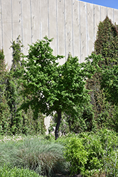 Mexican Plum (Prunus mexicana) at A Very Successful Garden Center