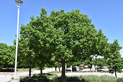 Chinkapin Oak (Quercus muehlenbergii) at A Very Successful Garden Center