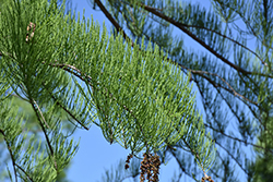 Pond Cypress (Taxodium ascendens) at Stonegate Gardens