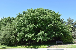 Monterrey Oak (Quercus polymorpha) at Lakeshore Garden Centres