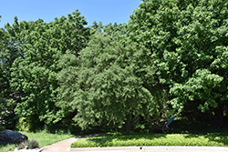 Vasey Oak (Quercus pungens var. vaseyana) at A Very Successful Garden Center