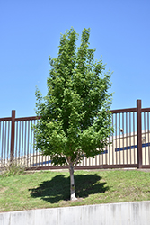 Highland Park Bigtooth Maple (Acer grandidentatum 'Hipazam') at A Very Successful Garden Center