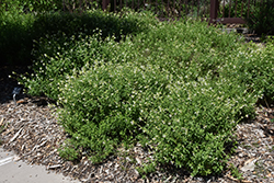 White Autumn Sage (Salvia greggii 'Alba') at A Very Successful Garden Center