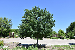 Lacey Oak (Quercus laceyi) at A Very Successful Garden Center