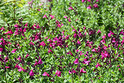 Mirage Burgundy Autumn Sage (Salvia greggii 'Balmirbur') at A Very Successful Garden Center