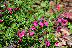 Raspberry Delight Sage (Salvia 'Raspberry Delight') at A Very Successful Garden Center