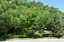 Texas Persimmon (Diospyros texana) at A Very Successful Garden Center