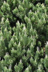Pinyon Pine (Pinus edulis) at A Very Successful Garden Center