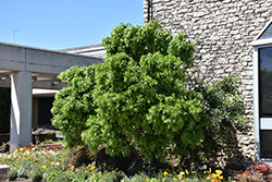 Texas Mountain Laurel (Sophora secundiflora) at A Very Successful Garden Center