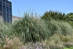 Pumila Pampas Grass (Cortaderia sellowiana 'Pumila') at A Very Successful Garden Center