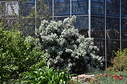 Silver Peso Texas Mountain Laurel (Sophora secundiflora 'Silver Peso') at Lakeshore Garden Centres