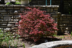 Shaina Japanese Maple (Acer palmatum 'Shaina') at A Very Successful Garden Center