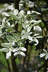 Silver Peso Texas Mountain Laurel (Sophora secundiflora 'Silver Peso') at Stonegate Gardens