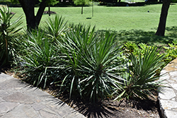 Spanish Bayonet (Yucca aloifolia) at A Very Successful Garden Center