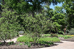 Art's Seedless Desert Willow (Chilopsis linearis 'Art's Seedless') at A Very Successful Garden Center