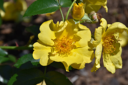 Lemon Fizz Kolorscape Rose (Rosa 'KORfizzlem') at Stonegate Gardens