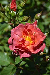 Cinco de Mayo Rose (Rosa 'Cinco de Mayo') at A Very Successful Garden Center
