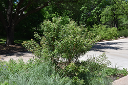 Evergreen Sumac (Rhus virens) at A Very Successful Garden Center