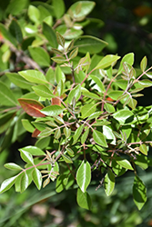 Evergreen Sumac (Rhus virens) at Lakeshore Garden Centres