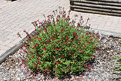 Radio Red Autumn Sage (Salvia greggii 'Radio Red') at A Very Successful Garden Center
