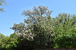 Chinaberry Tree (Melia azedarach) at Lakeshore Garden Centres