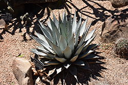 New Mexico Agave (Agave neomexicana) at A Very Successful Garden Center