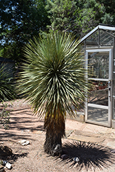 Thompson's Yucca (Yucca thompsoniana) at Stonegate Gardens