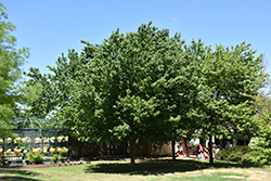 Drummond Red Maple (Acer rubrum var. drummondii) at Lakeshore Garden Centres