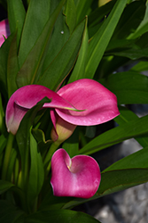 Classic Pink Calla Lily (Zantedeschia 'Classic Pink') at A Very Successful Garden Center