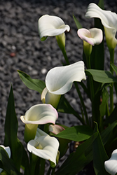 Classic Pink Calla Lily (Zantedeschia 'Classic White') at A Very Successful Garden Center