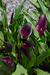 Classic Black Calla Lily (Zantedeschia 'Classic Black') at A Very Successful Garden Center