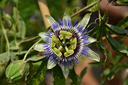 Blue Crown Passion Flower (Passiflora caerulea 'Blue Crown') at A Very Successful Garden Center